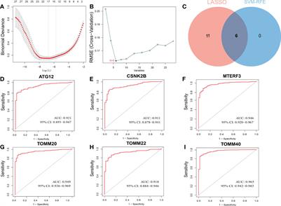 Identification of the mitophagy-related diagnostic biomarkers in hepatocellular carcinoma based on machine learning algorithm and construction of prognostic model